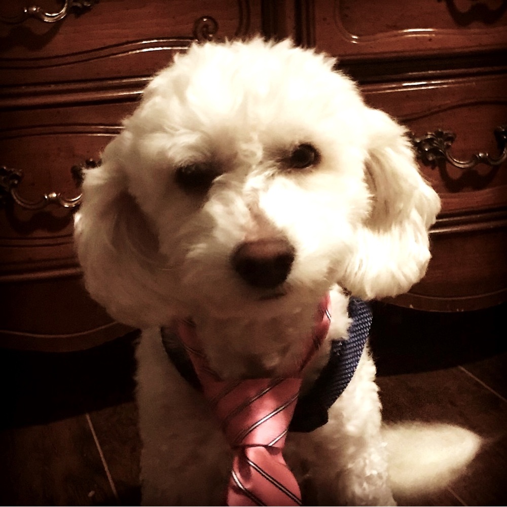 Meet your Posher, Silvia